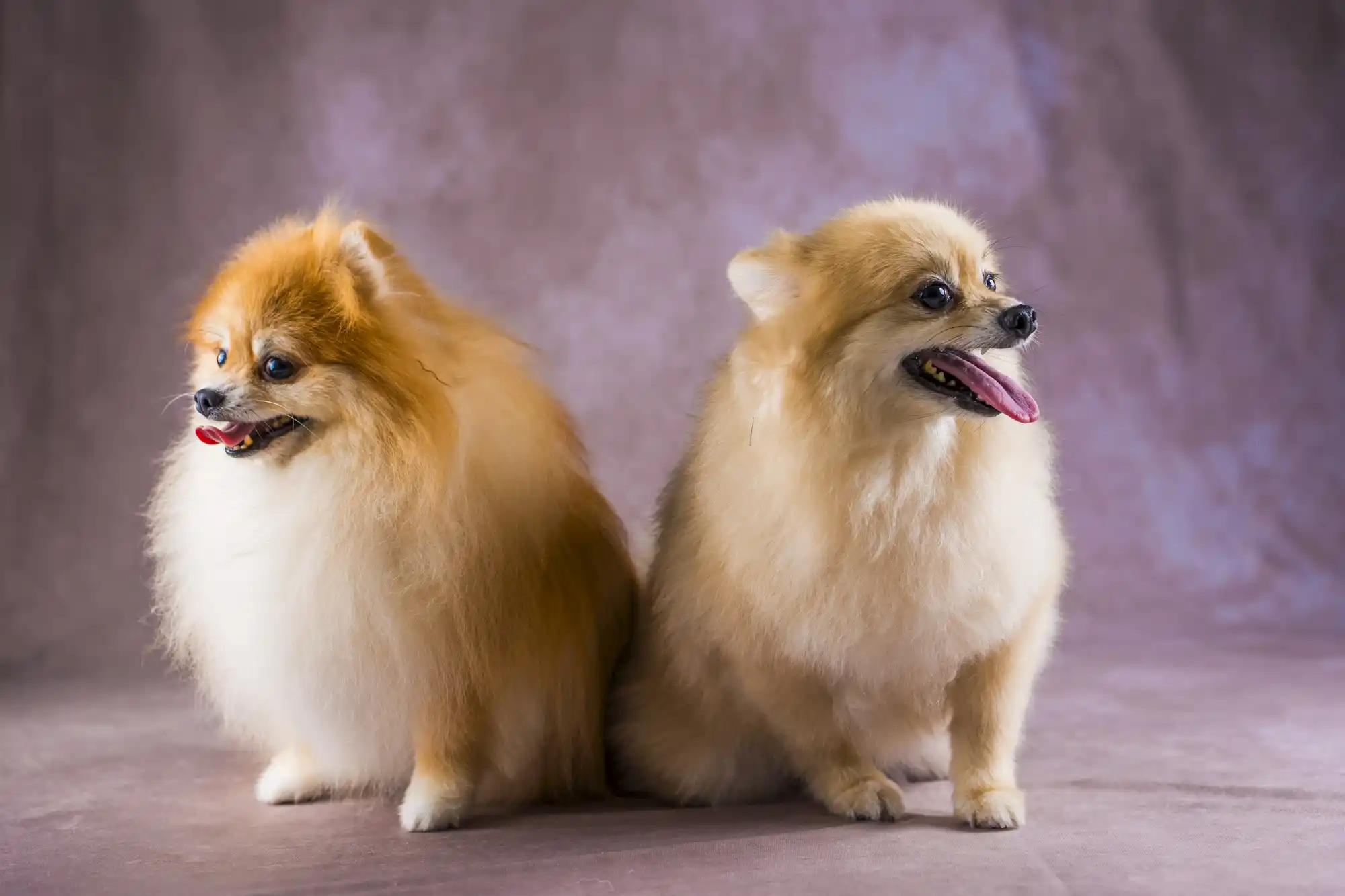 スタジオで撮影された犬の写真