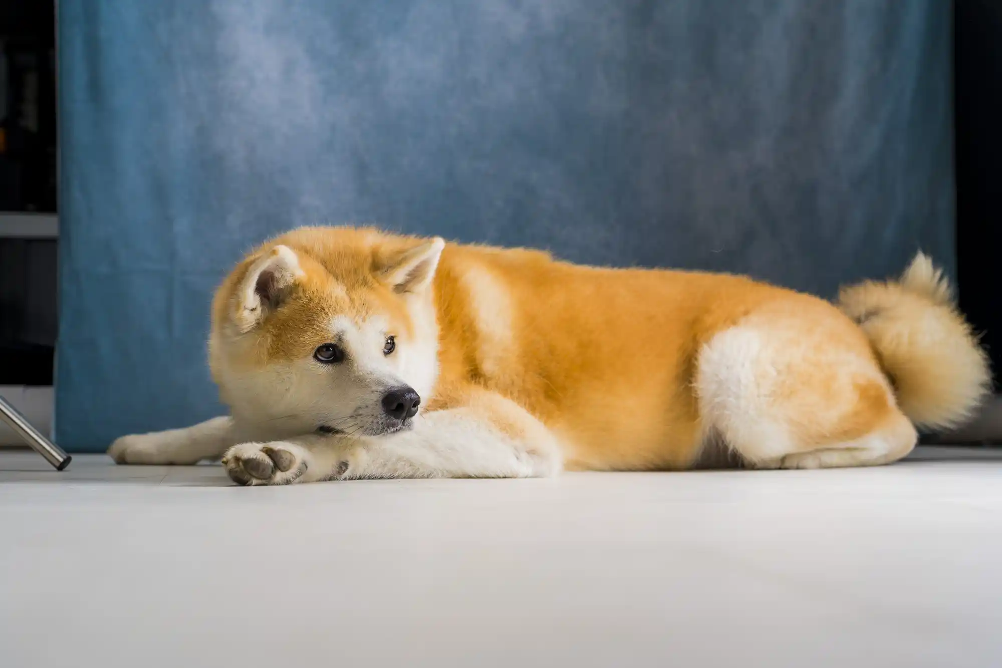 スタジオで撮影された犬の写真